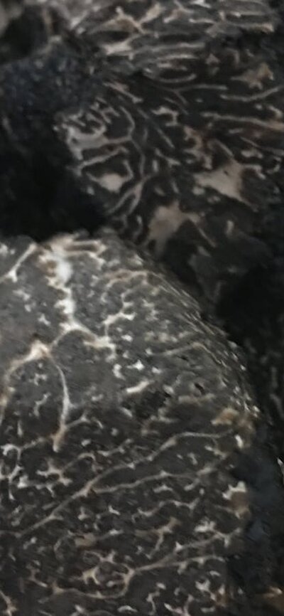 Fresh Truffle Truffle from next door The Truffle Farm