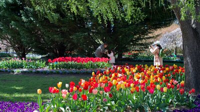 Tulip Top Gardens