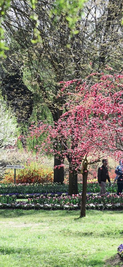 Tulip Top Gardens