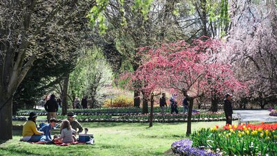 Tulip Top Gardens