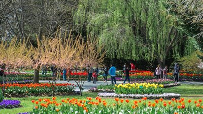 Tulip Top Gardens