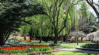 Tulip Top Gardens