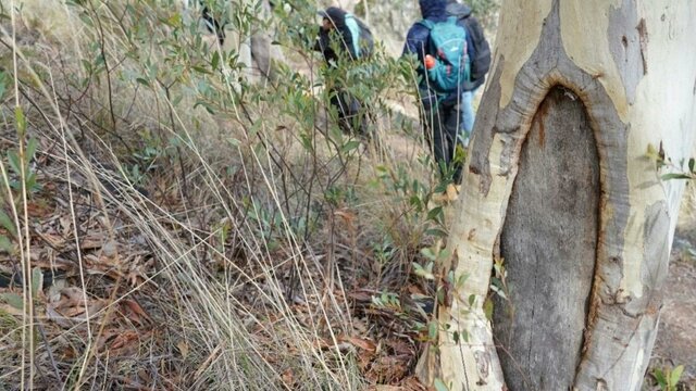 Walk on Country Black Mountain A photo oh a scar tree in the foreground, with hikers in the background