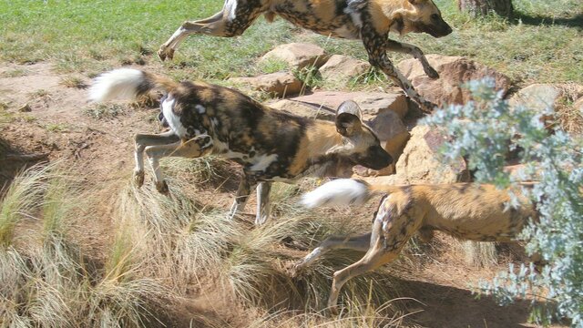 Wild Dog Wild Dog