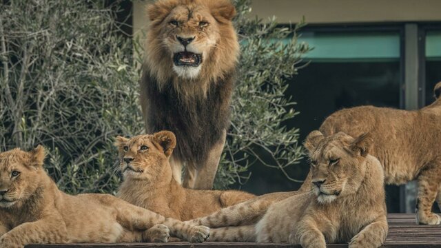 Lion Pride Lion Pride