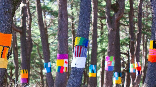 A forest of tree trunks, each wrapped with several brightly coloured scarves