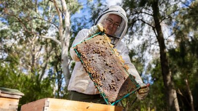 A beekeeper in protective clothing inspects a honeycomb frame outdoors.