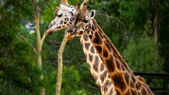 Giraffe Giraffe