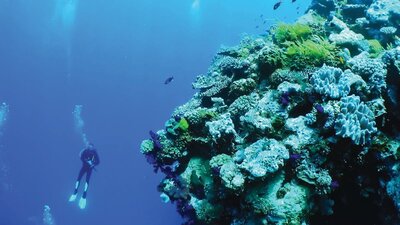 A diver floats beside a section of the Great Barrier Reef