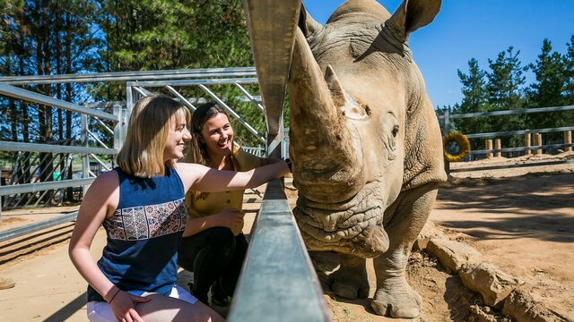 Rhino Rhino Encounter