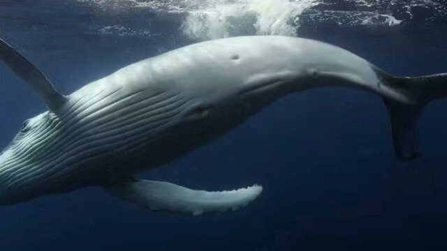 WORLDS OF WONDER - IMAX Exclusive Festival with The National Zoo on site at Dendy Cinemas Canberra e WORLDS OF WONDER - IMAX Exclusive Festival with The National Zoo on site at Dendy Cinemas Canberra e