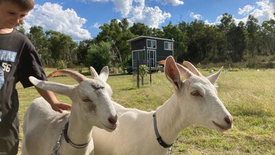 Milking Goats