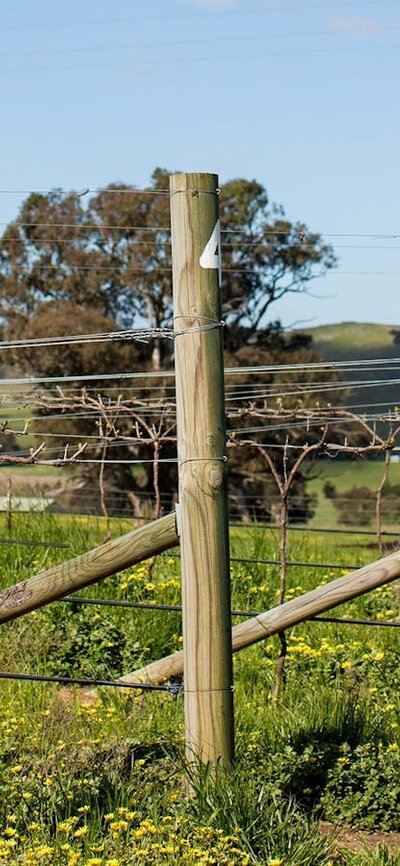 Clonakilla vines