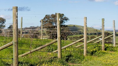 Clonakilla vines