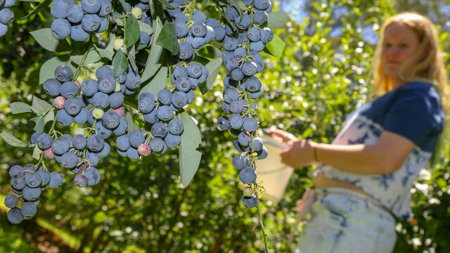 Berry picking at Clyde River Berry Farm Girl picking berries at Clyde River Berry Farm