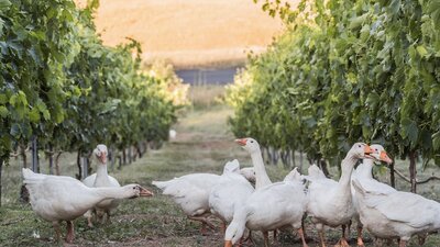 Ducks roam between two rows of vines in the Collector vineyard.