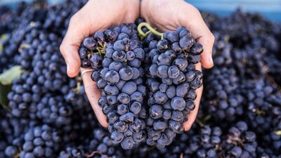 Two hands cup bunches of grapes against a background of grapes.