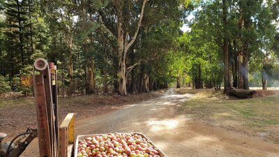 Bringing back cider apples from the orchard