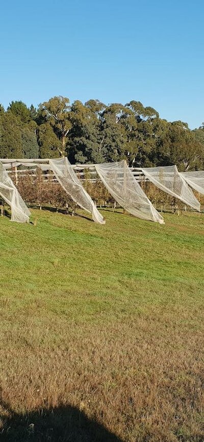 Our small heritage cider orchard