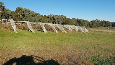 Our small heritage cider orchard