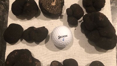 Mornings truffle hunt bounty compared in size to a golf ball