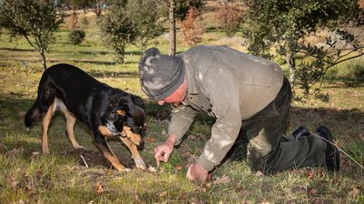 Truffle dog Bella assists Dick in locating a truffle in the soil