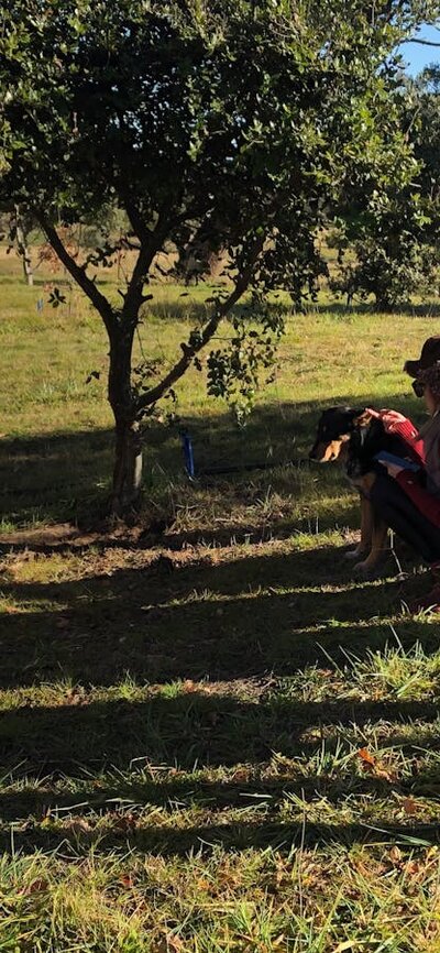 In the truffle orchard