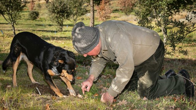 Bella points out a truffle Truffle dog Bella assists Dick in locating a truffle in the soil