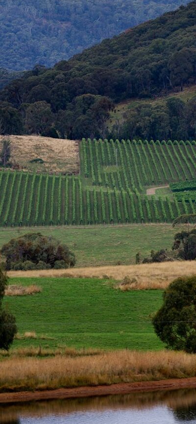 Vineyard - Tumbarumba