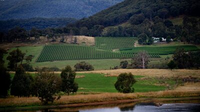 Vineyard - Tumbarumba