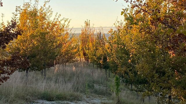 Frost amongst the oaks Frost amongst oak trees