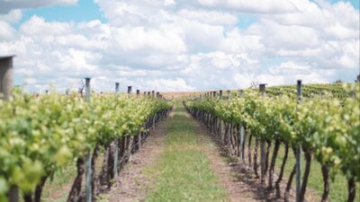 Rows of Grapes at the Four Winds Vineyard