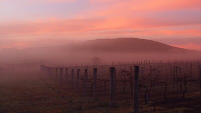 Mist in the Shiraz Four Winds Vineyard