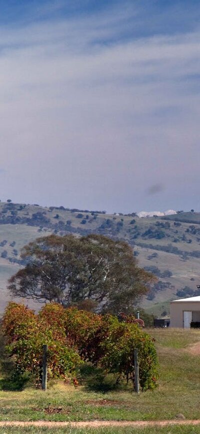 View across Gallagher Wines vines to distant hills