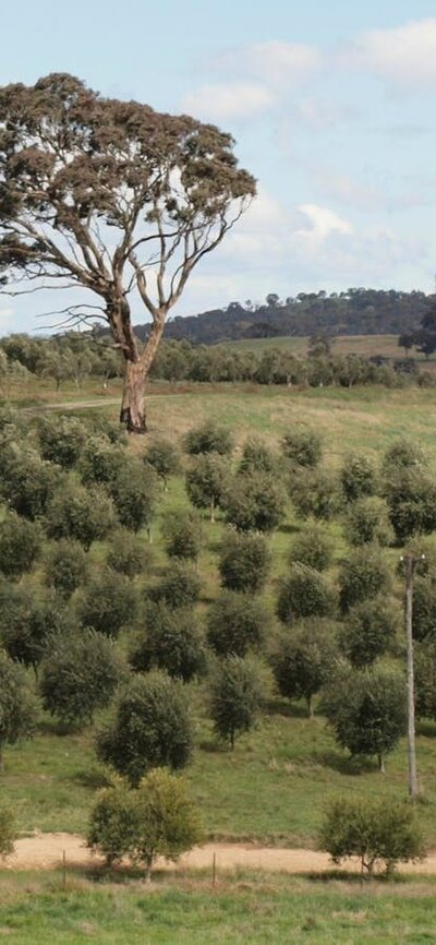 Oil Vineyard