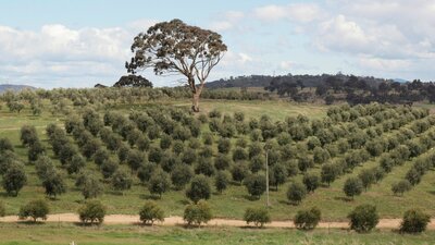 Oil Vineyard