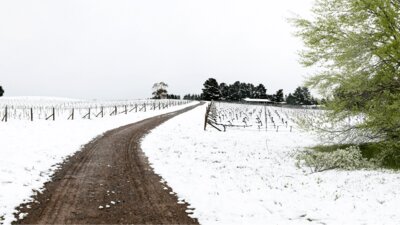 Photo of the snow-covered Lark Hill Vineyard