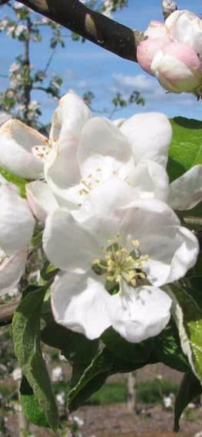 Mouats Farm blossoms