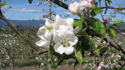 Mouats Farm blossoms