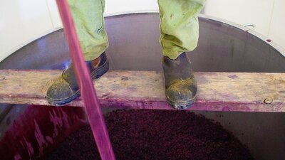 Winemaker standing over a large vat Hand Plunging