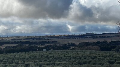 View over the Olive trees