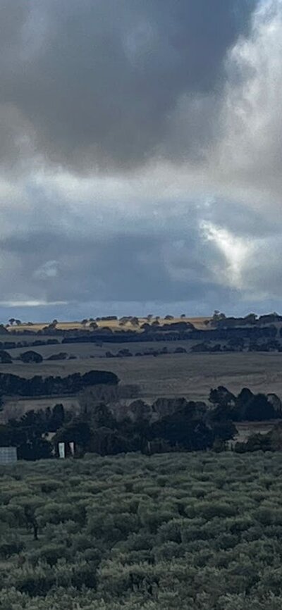 View over the Olive trees