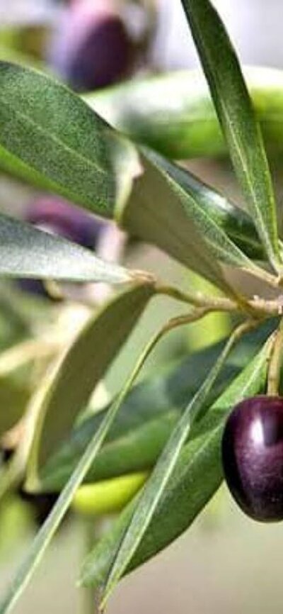 Olives on tree