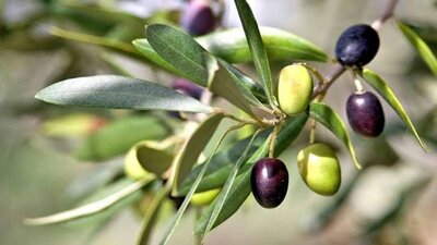 Olives on tree