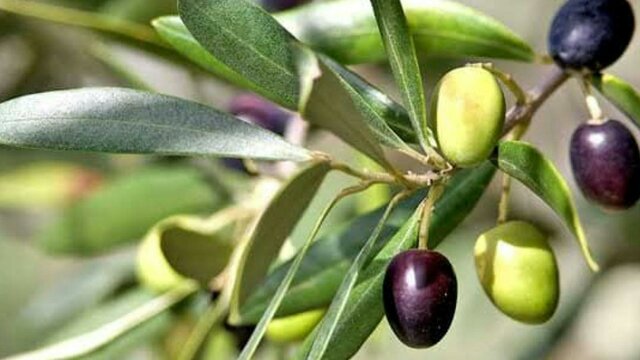 Olives on tree Olives on tree