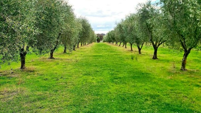 Olive Trees Olive Trees