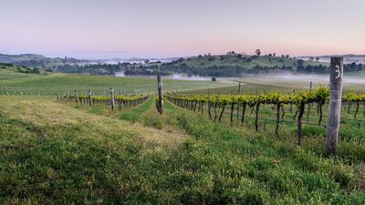 Poachers Vineyard, chardonnay, reisling and syrah block