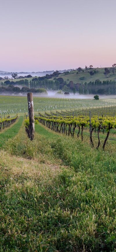 Poachers Vineyard, chardonnay, reisling and syrah block