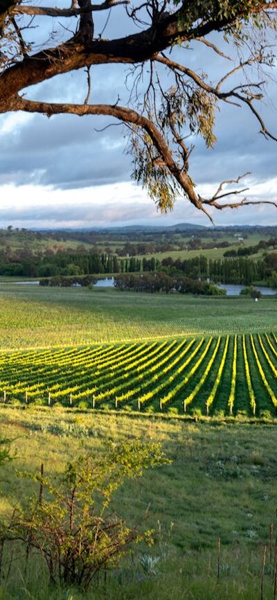 Poachers Pantry, Chardonnay block, Canberra District Vineyard