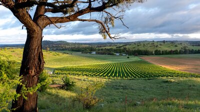 Poachers Pantry, Chardonnay block, Canberra District Vineyard